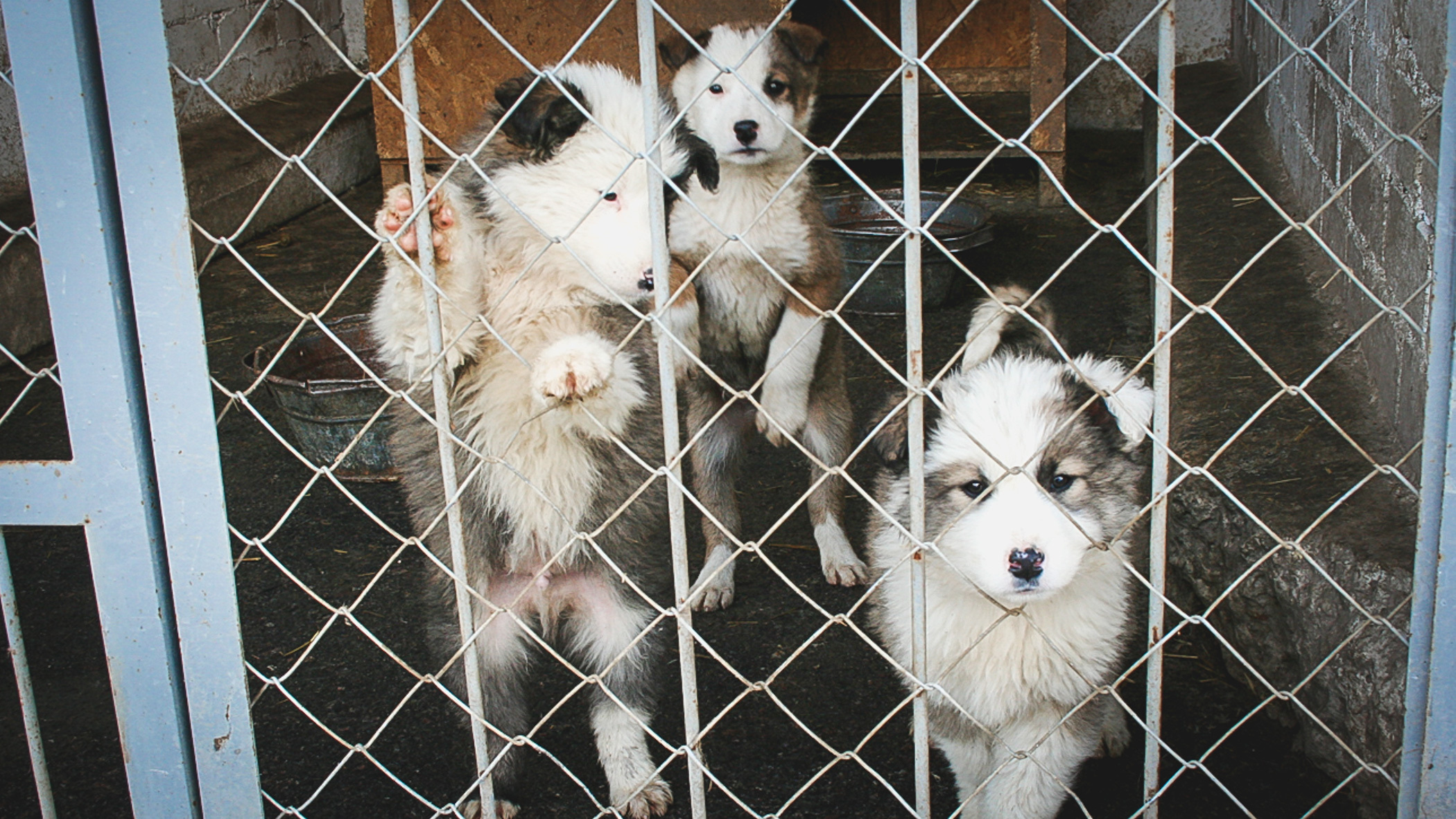 На Чукотке создадут приюты для бездомных собак
