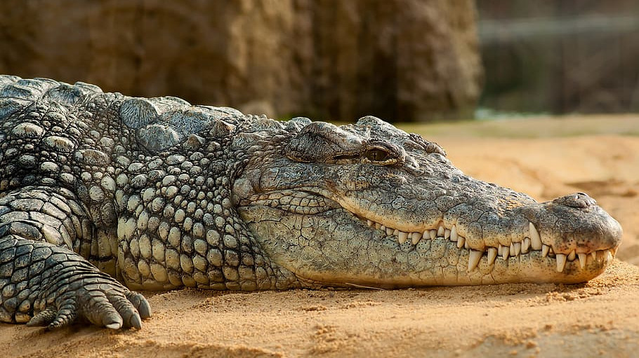 Австралиец использовал сковородку в борьбе с крокодилом