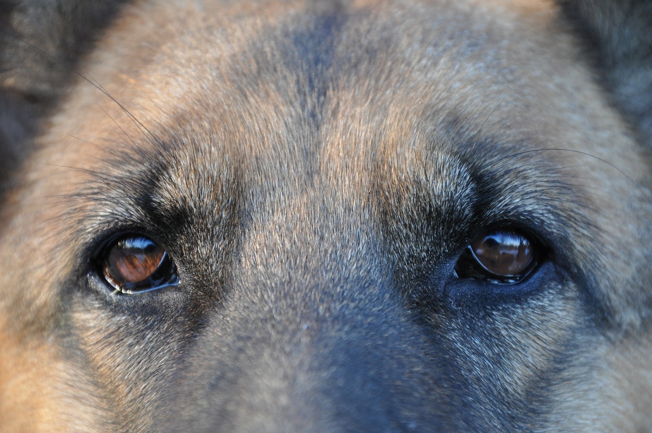 В Омске неизвестный битой до смерти забил бездомную собаку