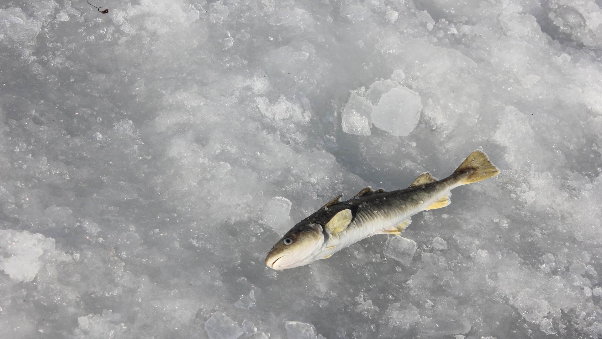 В озерах Омской области снова произошел замор рыбы