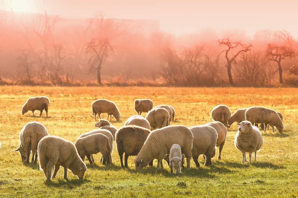 Овцы из Омской области сбежали от хозяина в другую страну