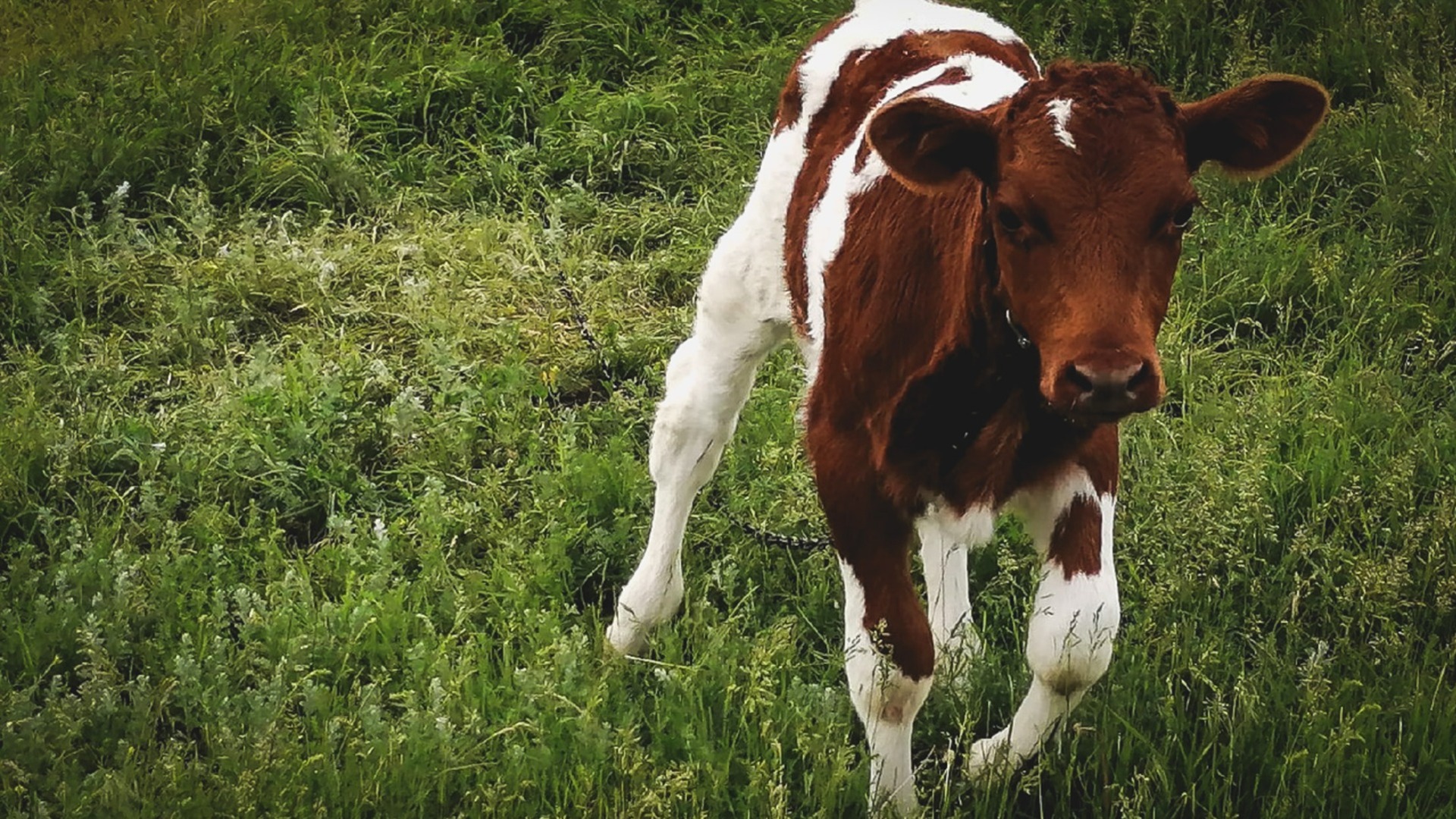 В омском селе нашли бешеную корову