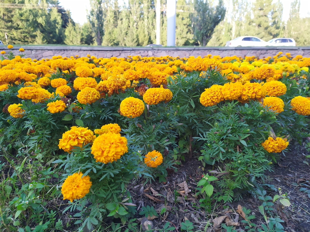 В Омских парках высадят 46 тысяч цветов