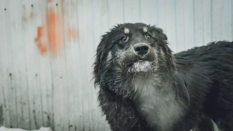 Помогли местные жители. Появились подробности спасения собаки в Омске