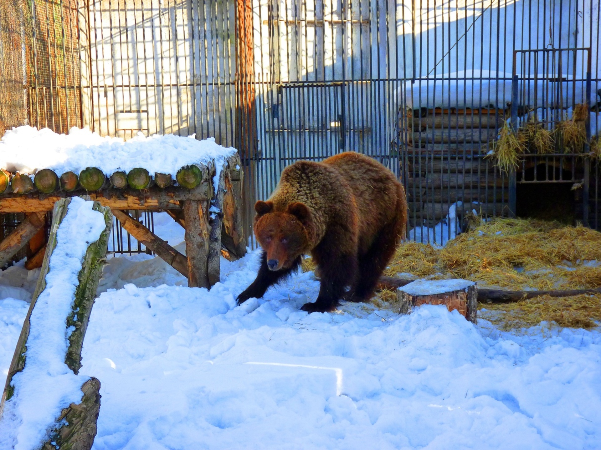 Новосибирский зоопарк бурый медведь