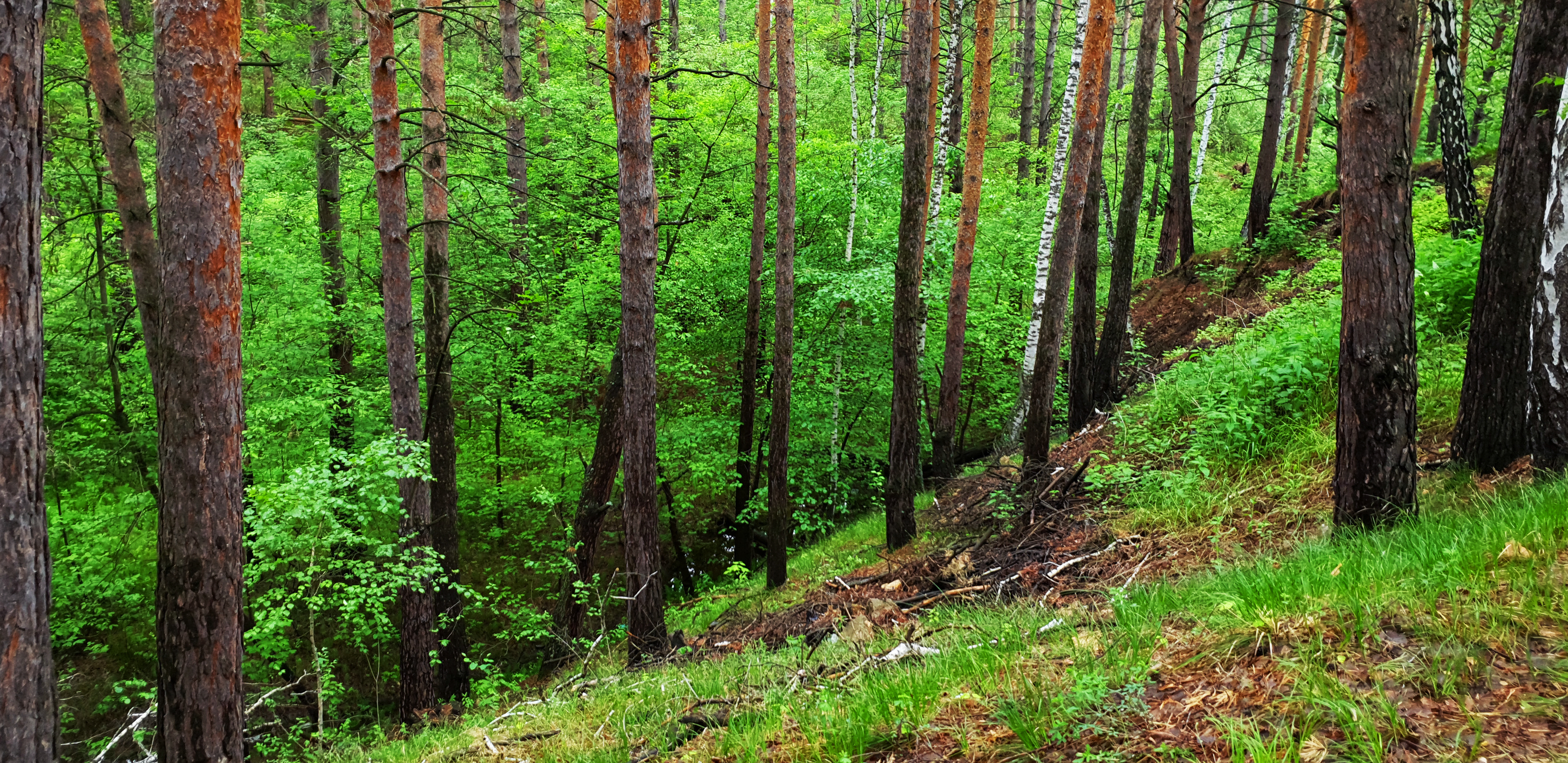 Власти Омской области рассказали, сколько деревьев уничтожили «черные лесорубы»