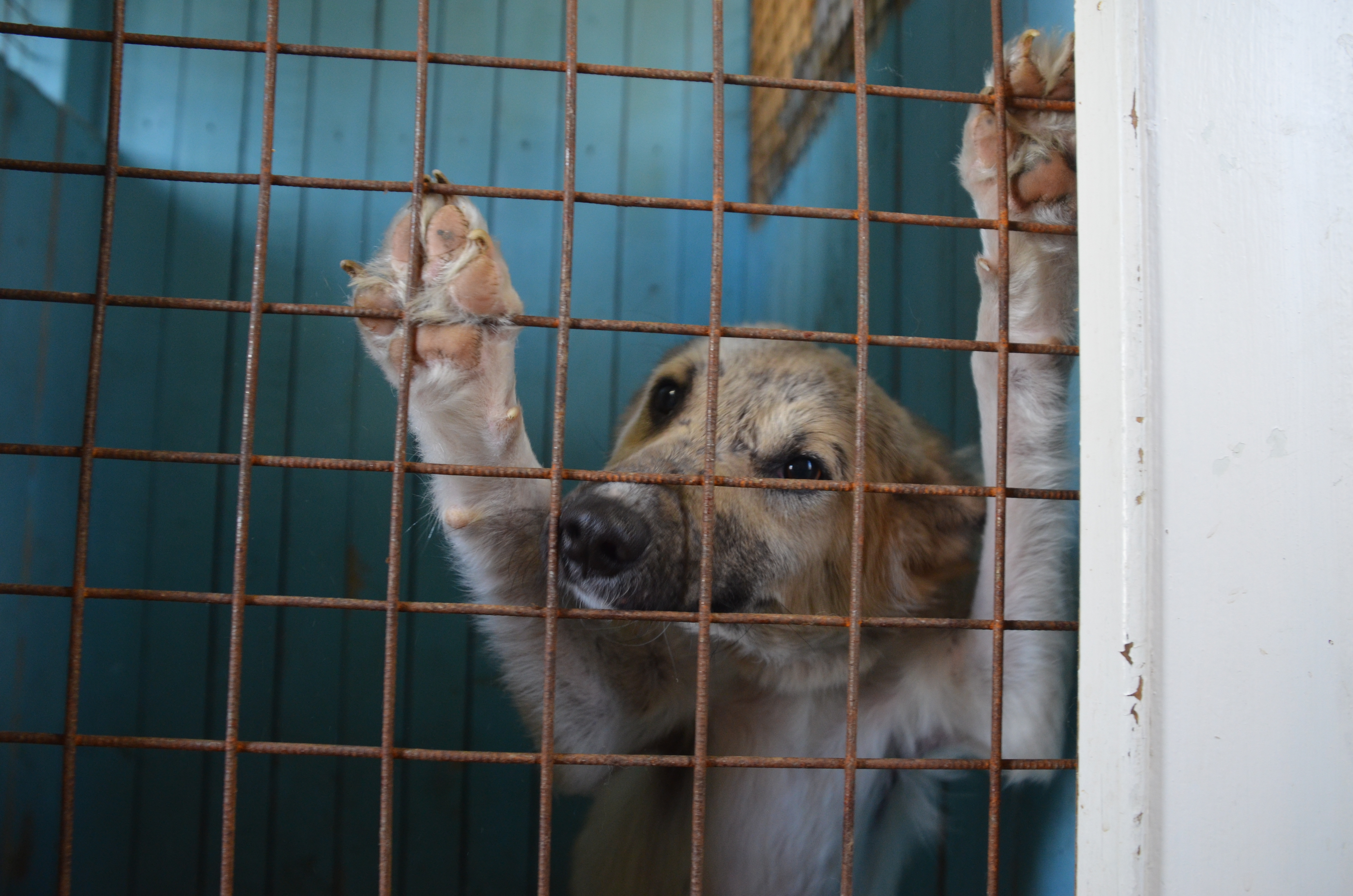 В САХ регламентировали сборы денег на собак через волонтеров
