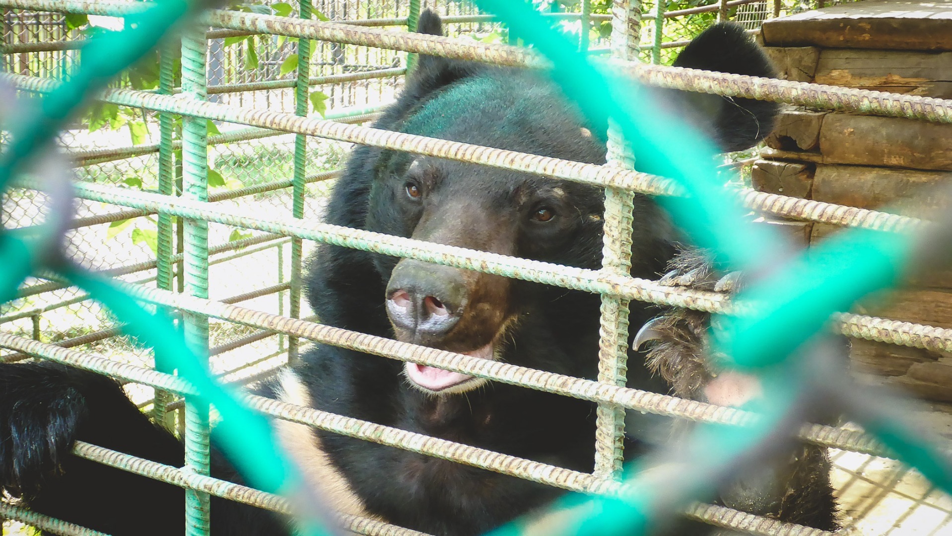 В Омской области планируют активнее отстреливать медведей