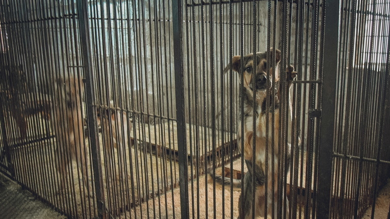 Омские зоозащитники выступили против выпуска собак на улицу