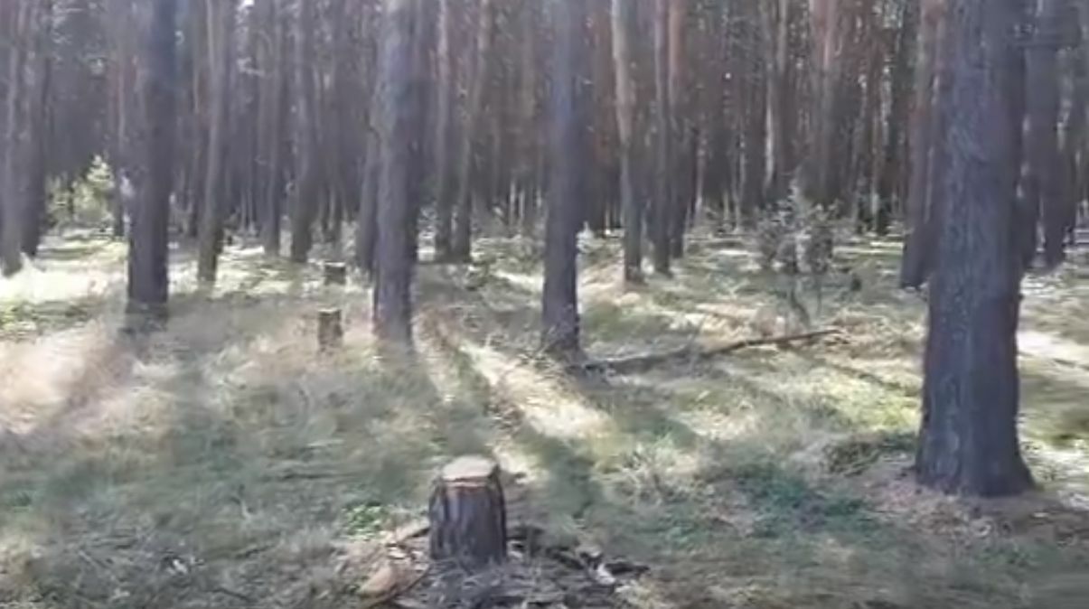 В Чернолученской курортной зоне вырубают сосновый бор