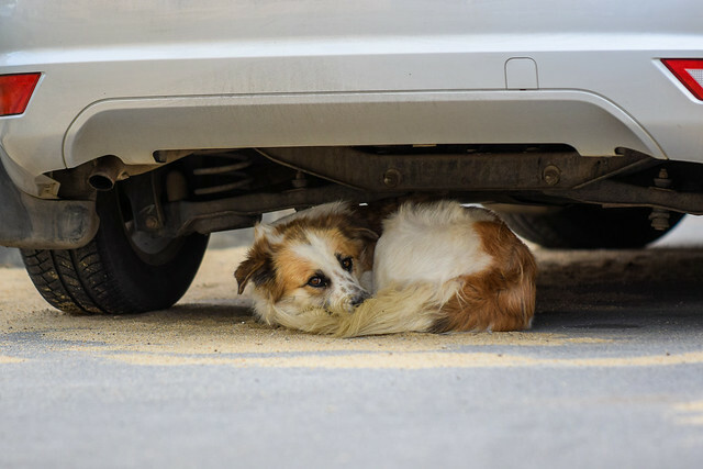 В Нефтяниках омичи нашли тело разорванной на части собаки