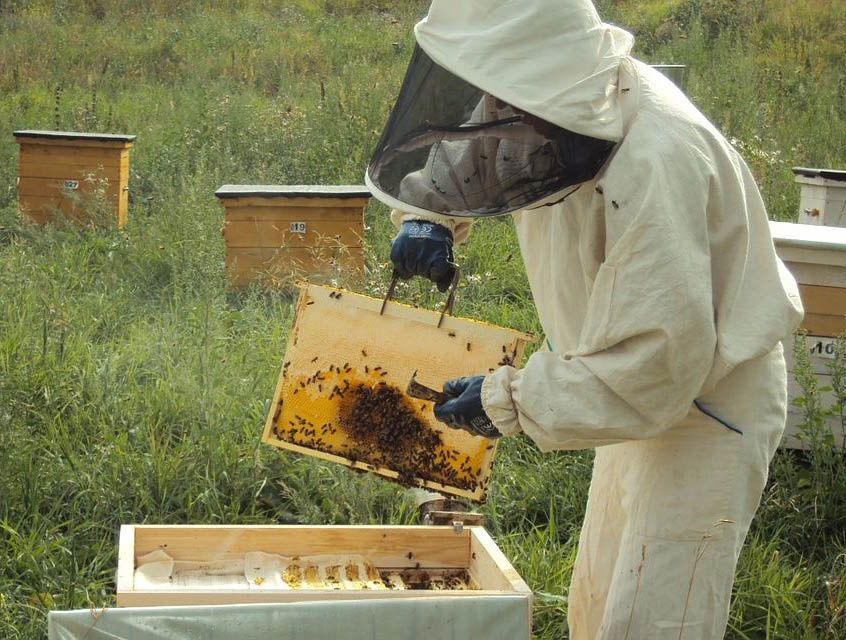 В Омске состоится первый Международный форум пчеловодов