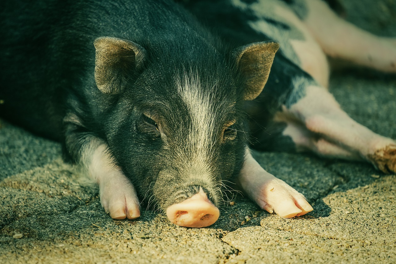 В зараженном чумой свиней омском хозяйстве животные ели помои из больницы