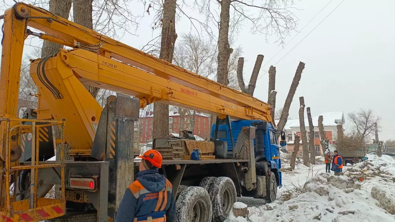 В Омске одобрили снос 1300 деревьев из-за расширения улицы