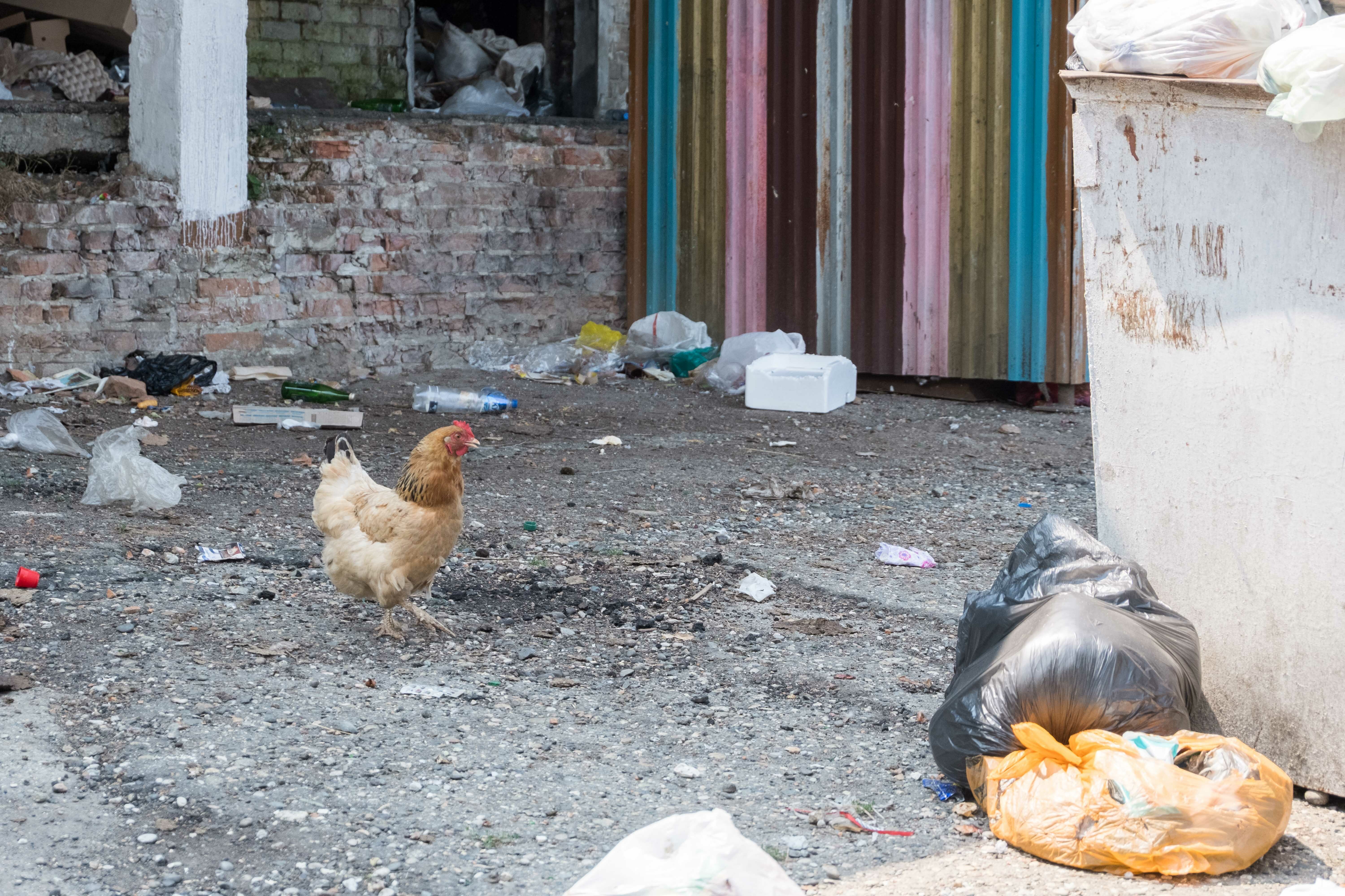 Село в Омской области закрыли на карантин из-за кур, заразившихся чумой