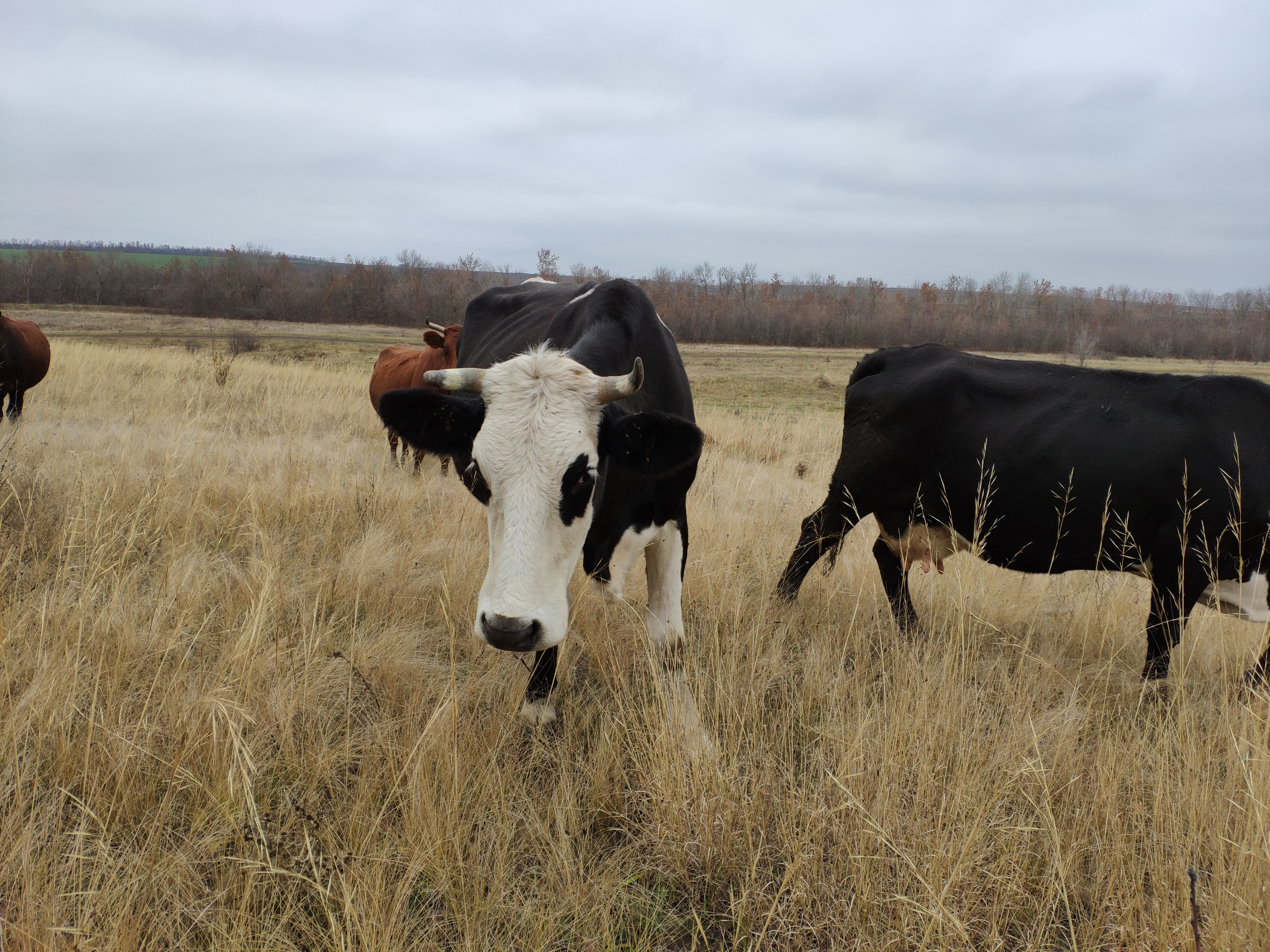 В Омской области у жителей деревни ищут бешенство из-за заболевшей коровы