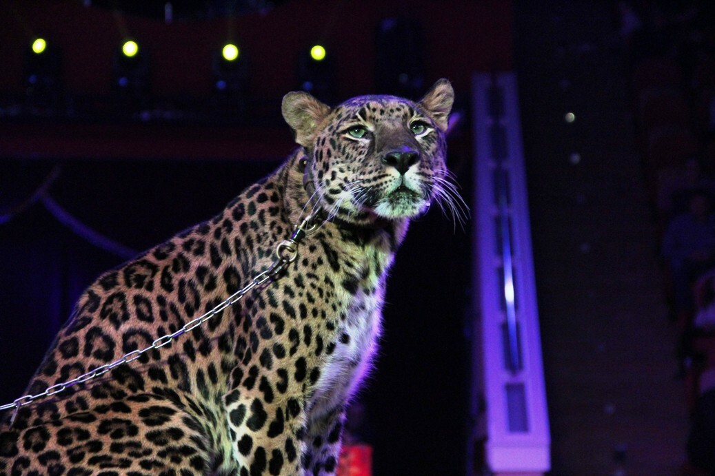 В Омском цирке леопард напал на ассистента дрессировщика: на 5 дней он в больнице