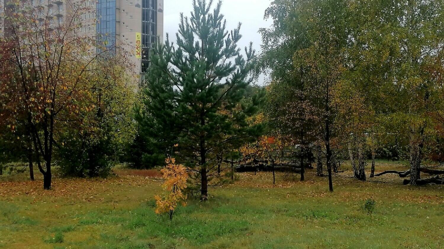 Сосны Назарова в саду юннатов разрослись вовсю.