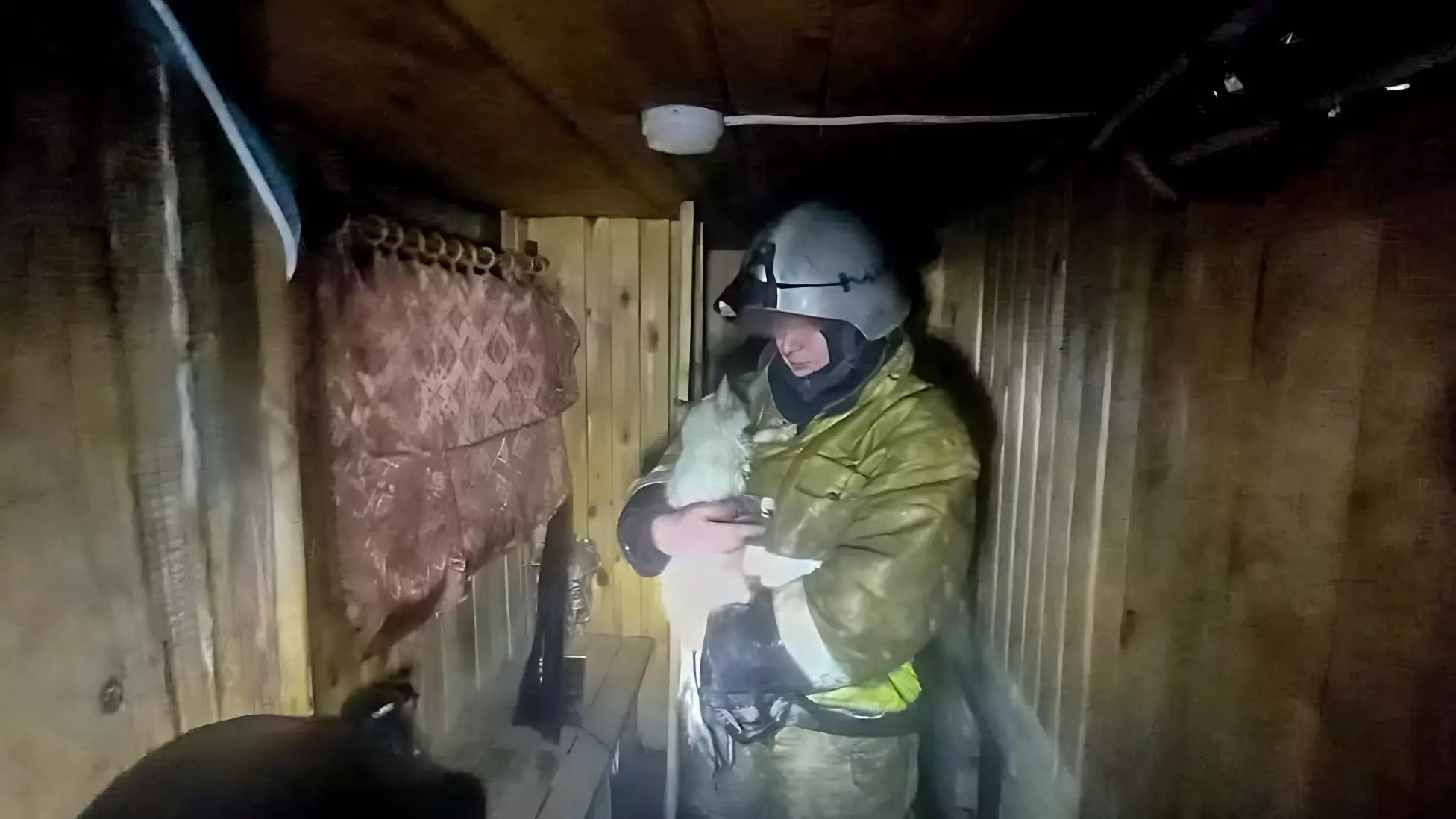 Омские пожарные спасли кошку из горящего дома