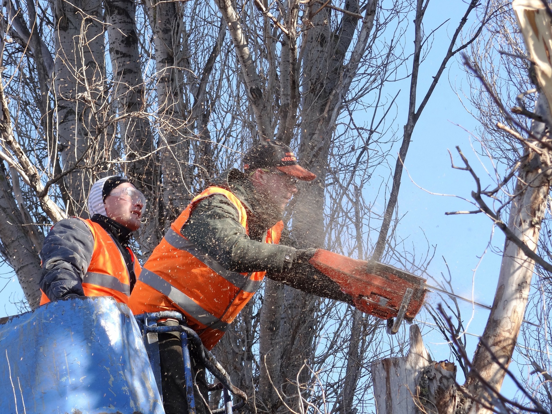 В Омске вырубят 550 деревьев под строительство кадетского корпуса