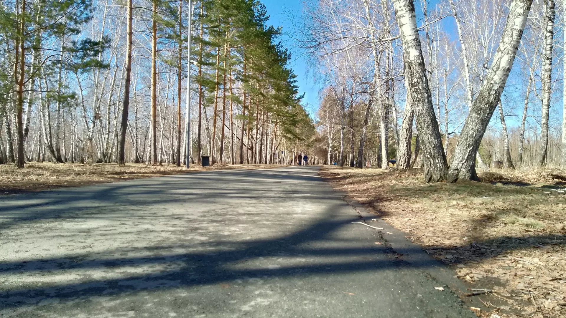 В омских парках Советский и 30-летия ВЛКСМ вырубят 250 аварийных деревьев