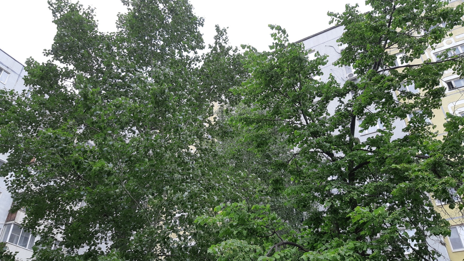 Перед массовой вырубкой в Омске отчитались о высадке 30 тысяч деревьев