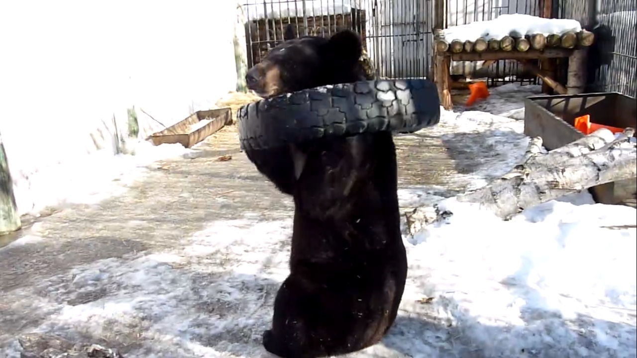 В Большереченском зоопарке медведь Кузя начинает утро с зарядки (Видео)
