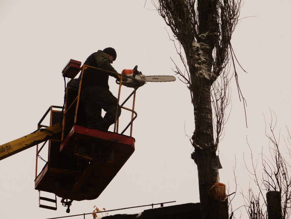 В Омске вырубят 39 деревьев ради парковки на улице Лизы Чайкиной