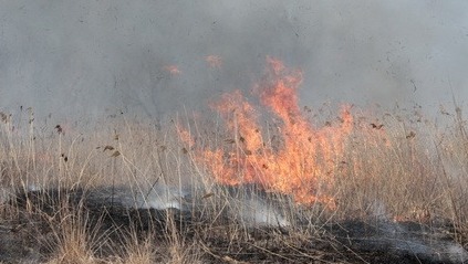 Лесничие несколько часов тушили пожар в Омской области