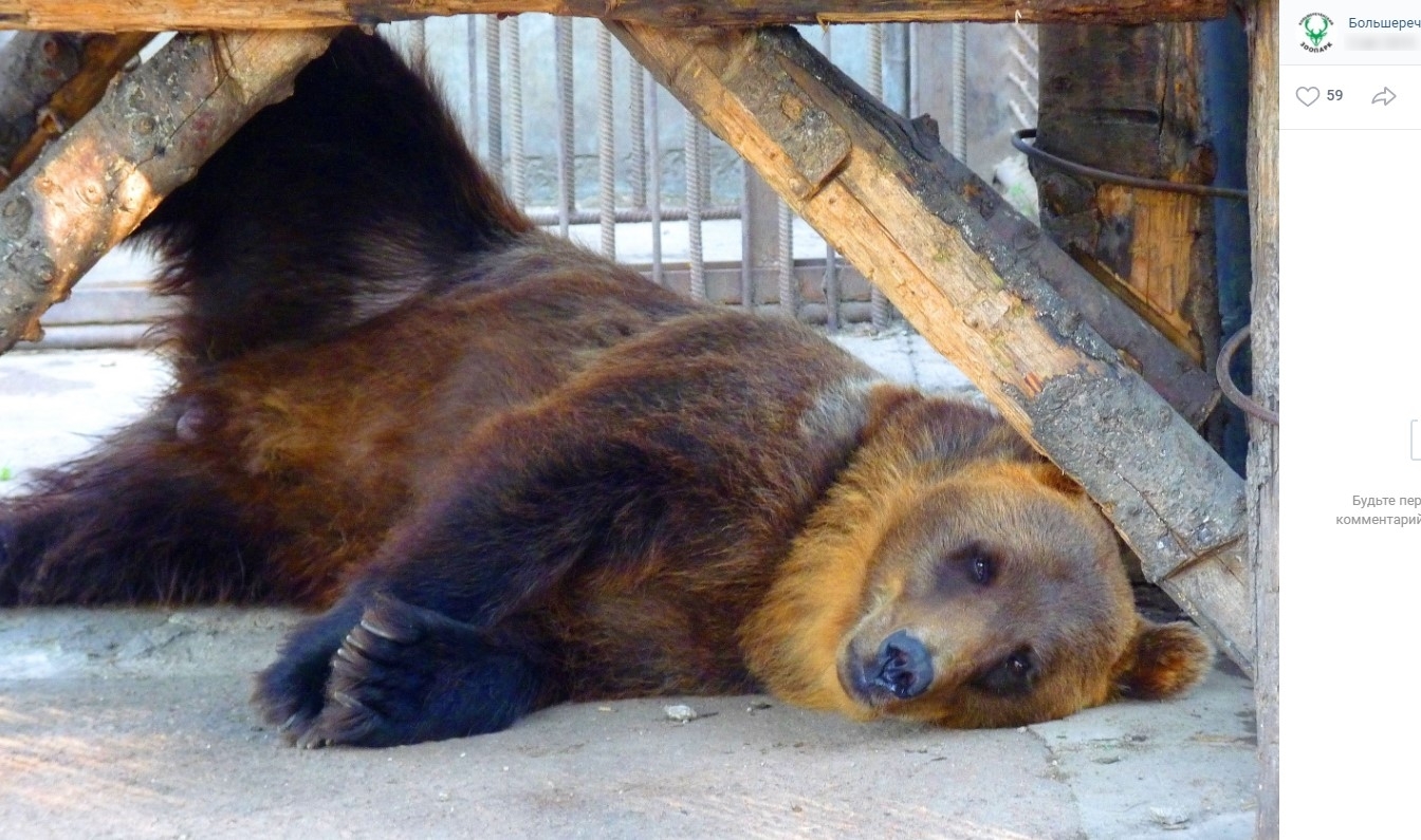 Странная весна. В Большереченском зоопарке затянулось пробуждение медведей