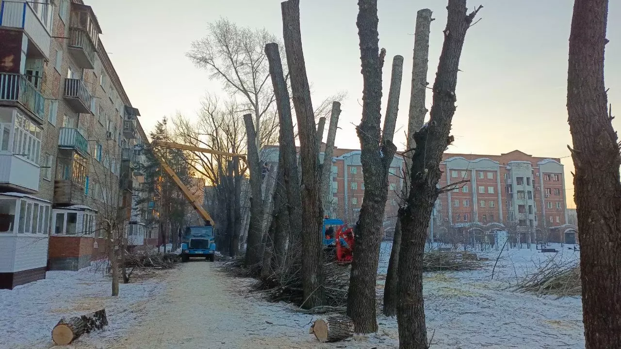 В Омске детская поликлиника за 135 тысяч ищет подрядчика для вырубки деревьев