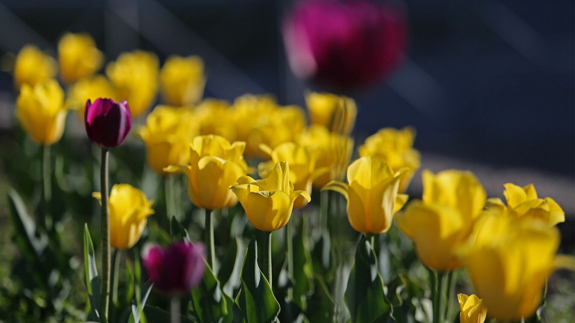 Через Омскую границу в Казахстан пытались провезти более 11 тысяч цветов