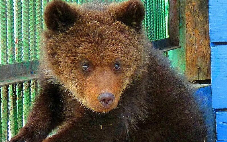 Омская компания взяла под опеку медвежонка-сироту из Большереченского зоопарка
