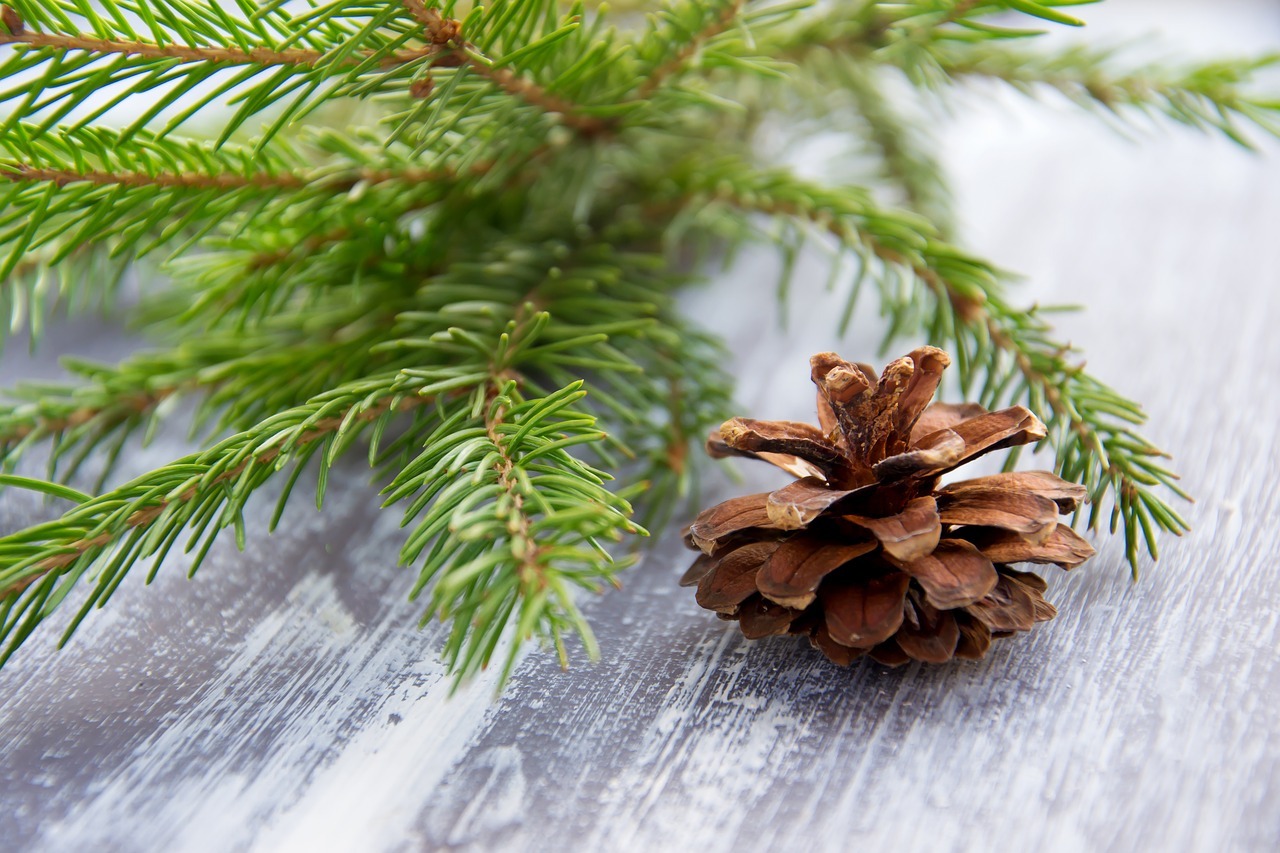 Совет омского агронома: как сохранить свежесть новогодних елок