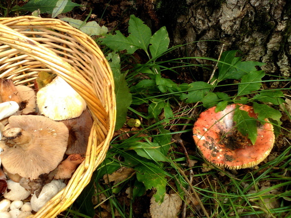 В лесах Омской области потерялся первый в этом году грибник