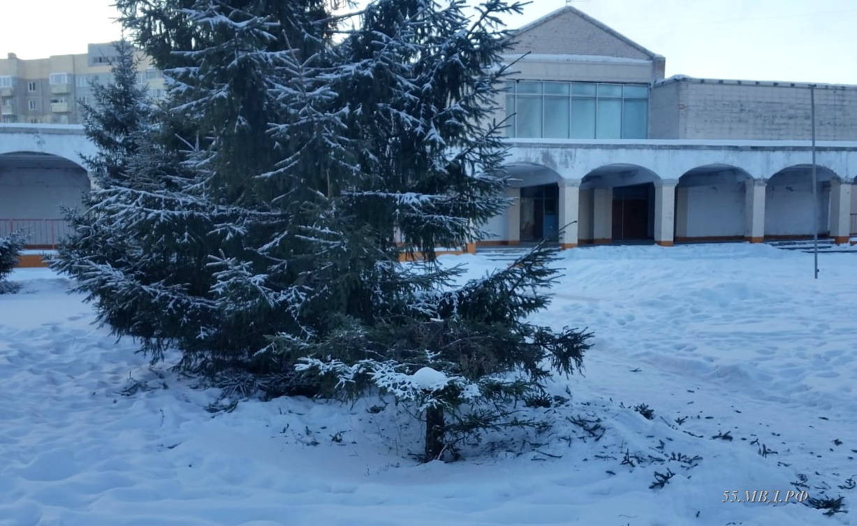 Кражу елок омские полицейские раскрыли по оставленным на снегу иголкам