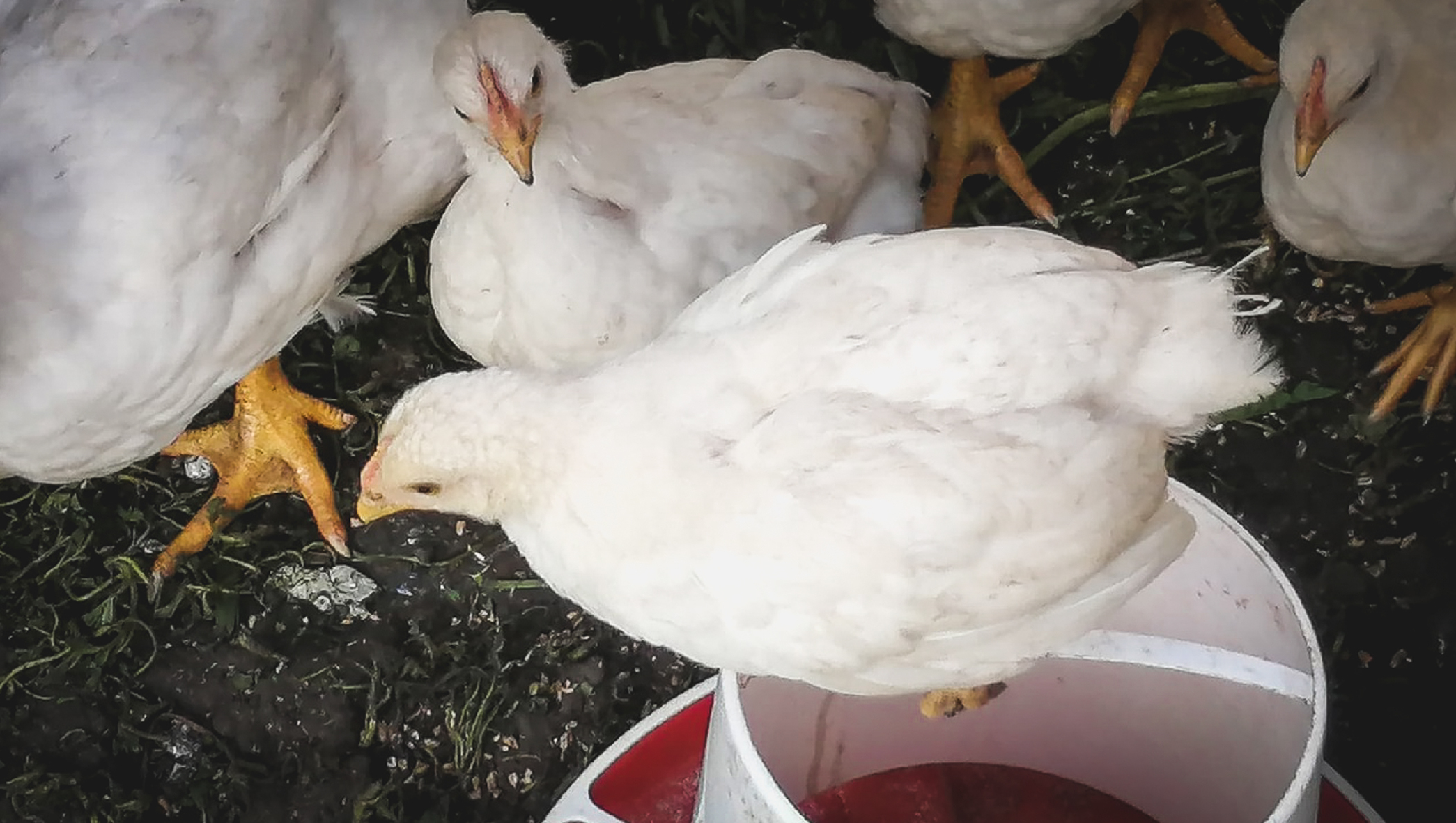 Основная причина нехватки курятины - неспокойная ситуация в Белгородской области