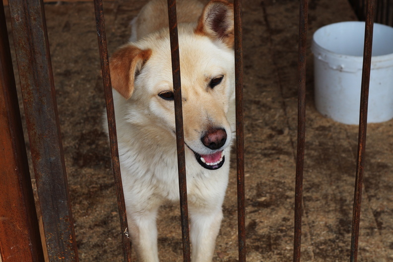 В Омске сотрудники САХ требуют у горожан деньги за породистую собаку — соцсети