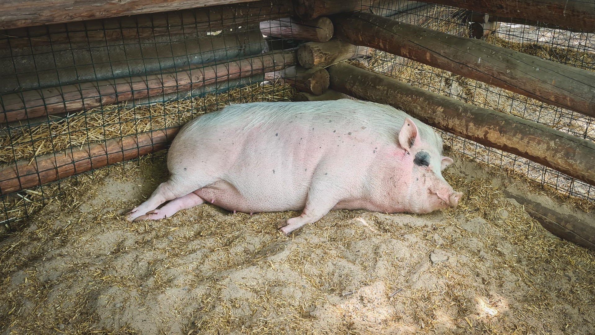 В Омской области выявили очаг африканской чумы свиней