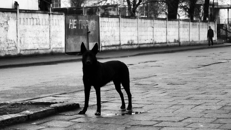 «Нога опухла и посинела»: в Омске свора диких псов искусала девушку