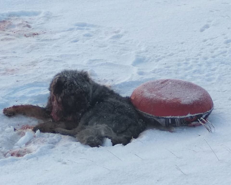 В Омской области нашли собаку с огнестрельными ранами и привязанной ватрушкой