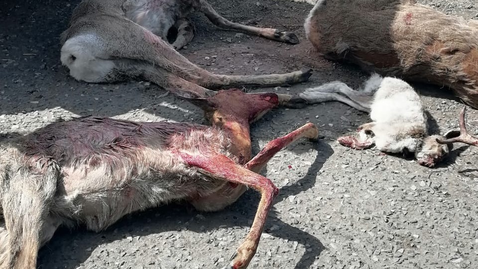 Омские браконьеры случайно «сбили» на автомобиле трех косуль и зайца — видео
