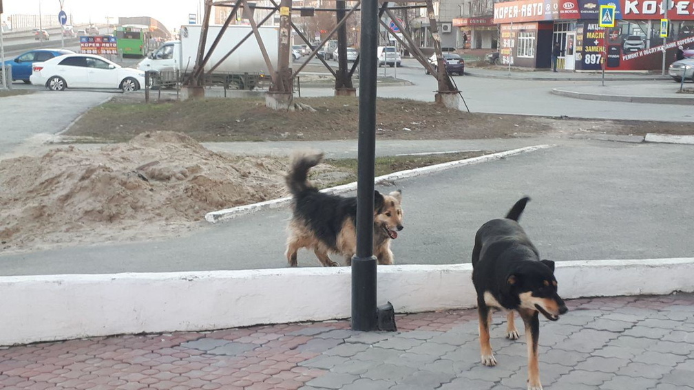 В Омской области дети спрятались от собак на «лесенке»