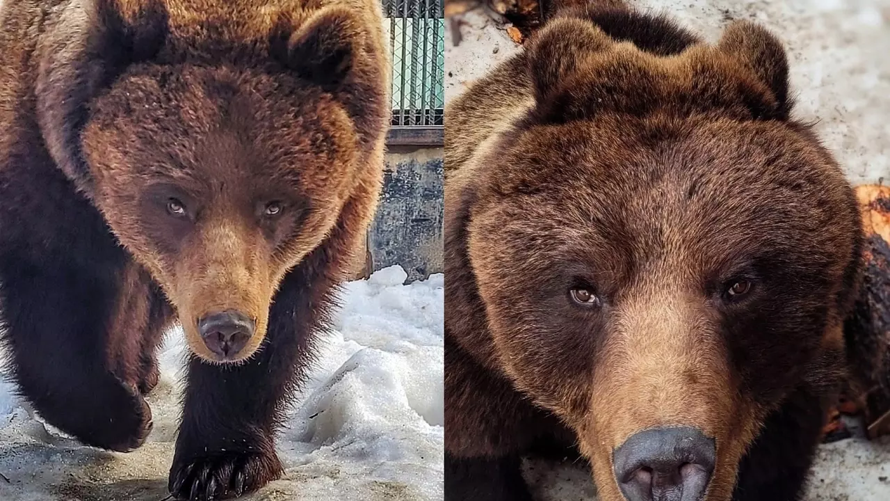 В Большереченском зоопарке проснулась последняя медведица