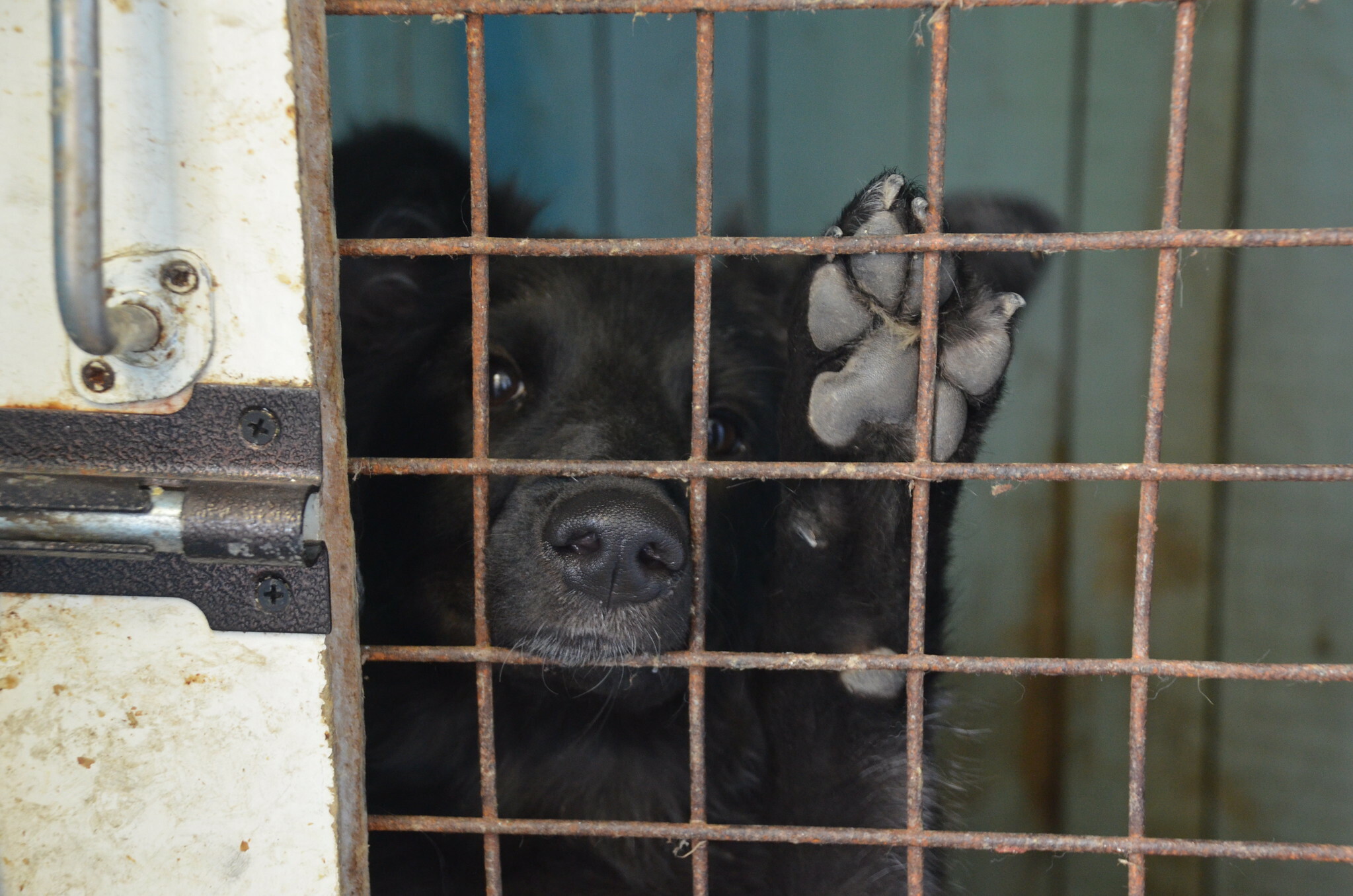 «Не пострадало ни одно животное». Почему живодеры в Омске избегают наказания