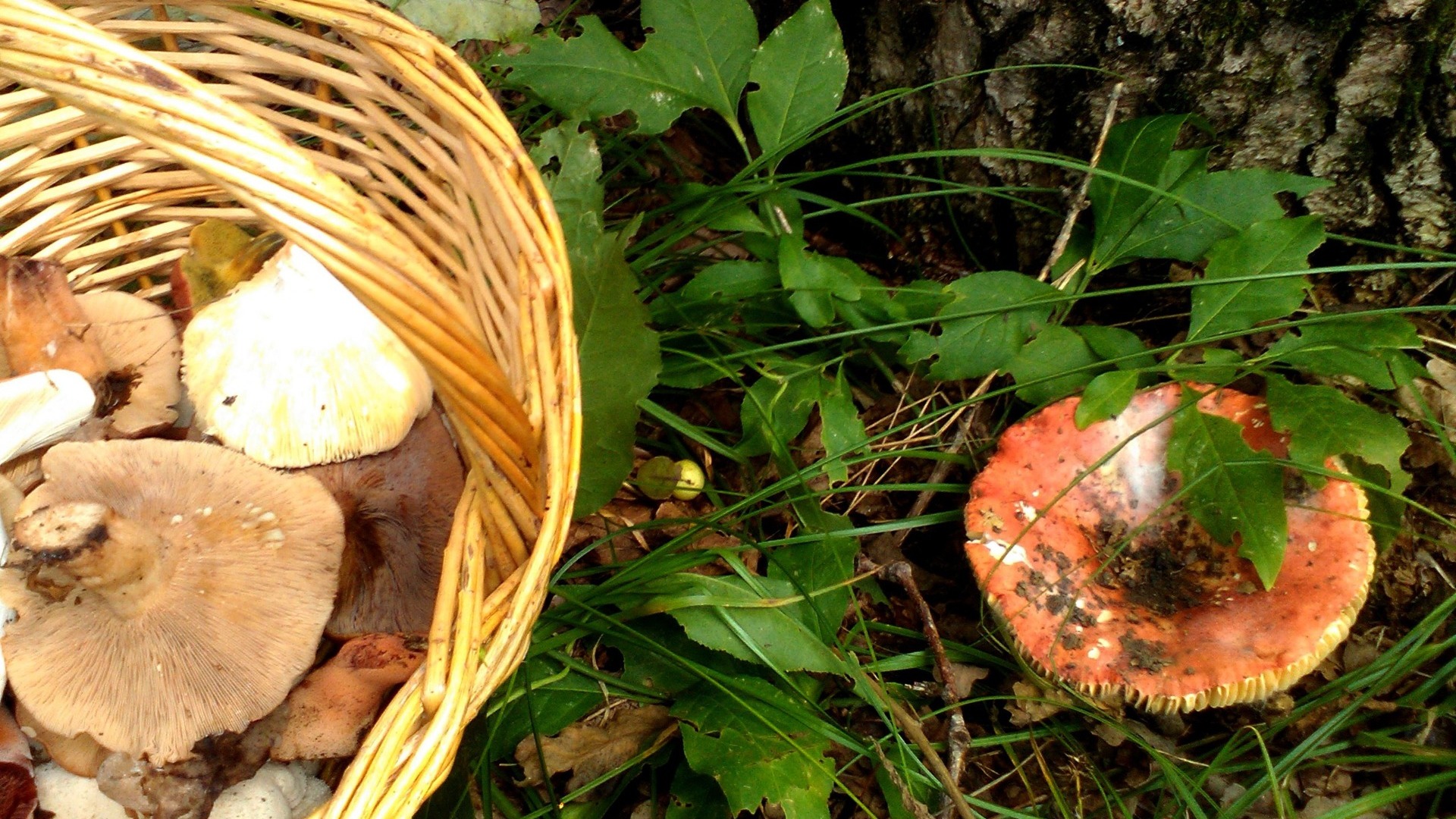 Омичи собрали в лесах первые грибы