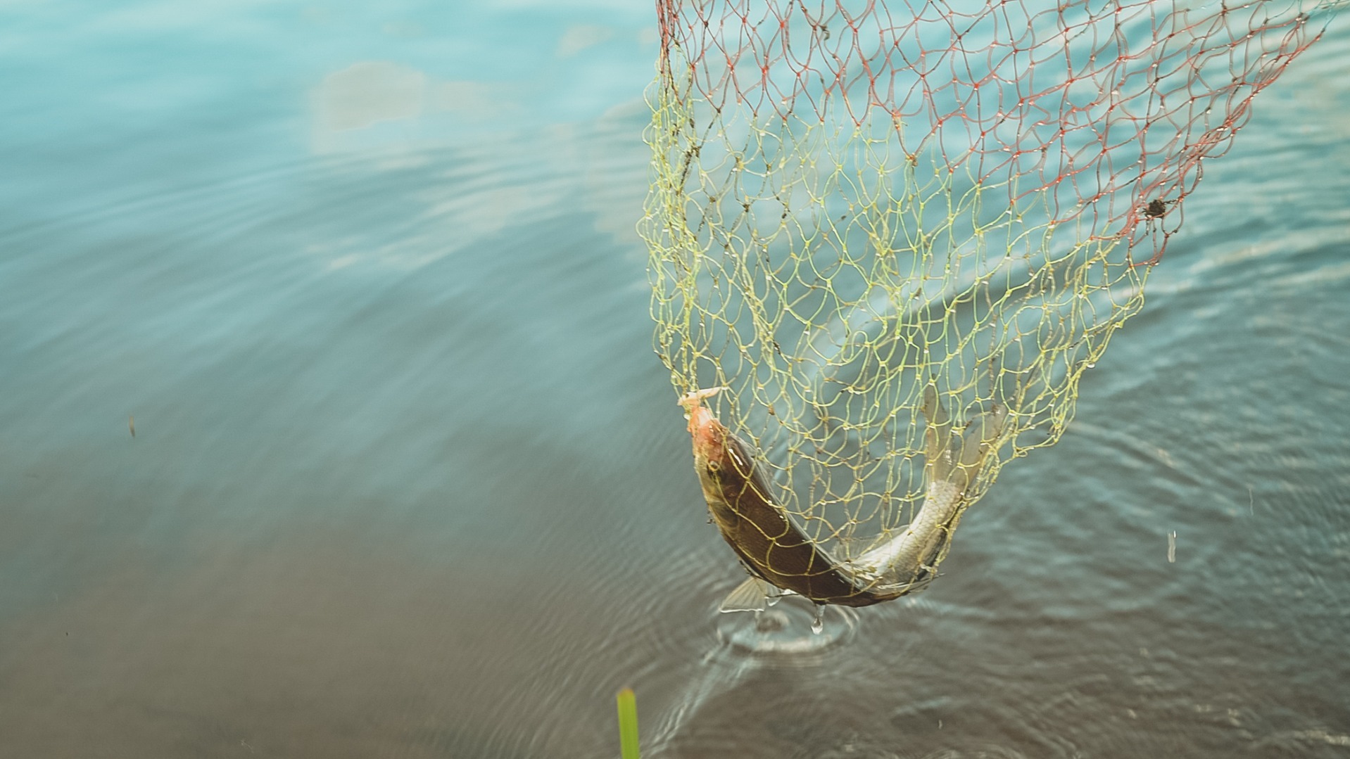В Омской области рыбаков будут судить за триста выловленных карасей