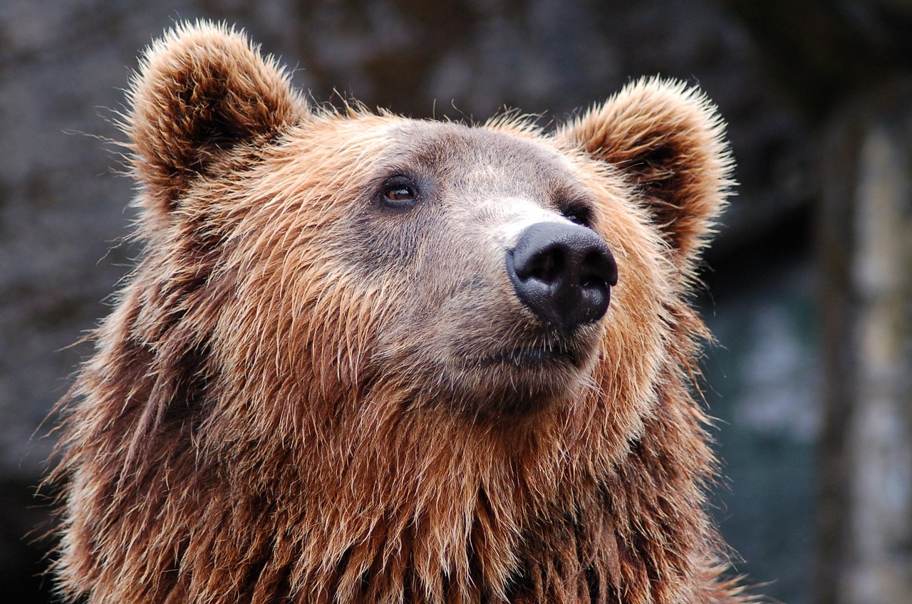 В Омской области из-за аномально теплой погоды проснулись медведи