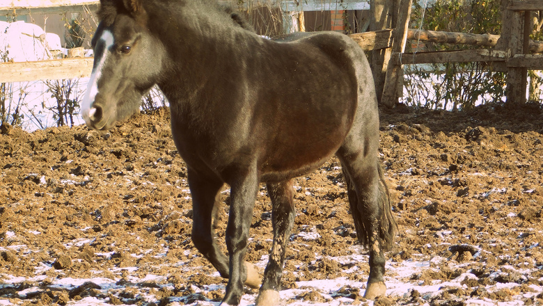 В Омской области вновь ввели карантин из-за инфекционной анемии лошадей