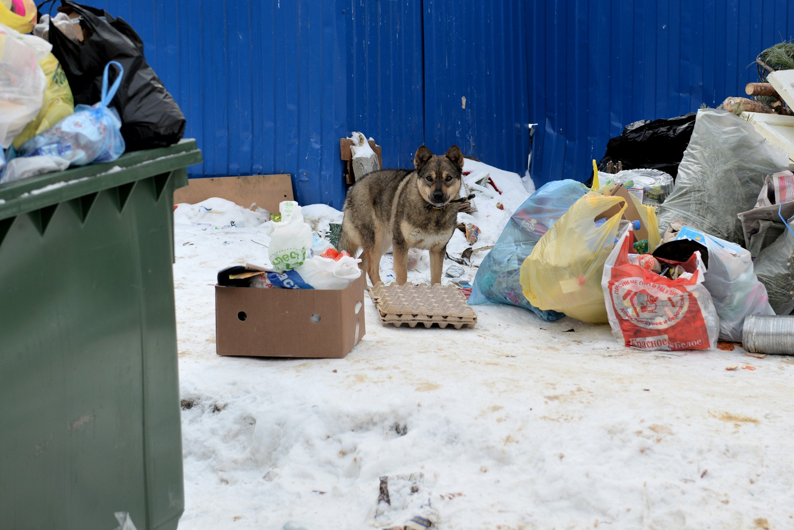 629 тыс. рублей на корм: собакам в омском «Спецавтохозяйстве» снова нечего есть